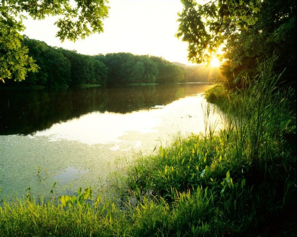 Природа летом у реки