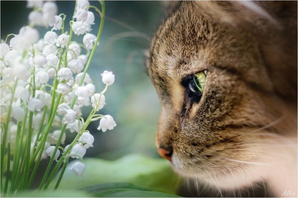 Весна с кошками