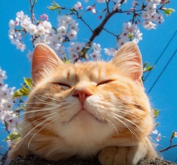 Весна с котами