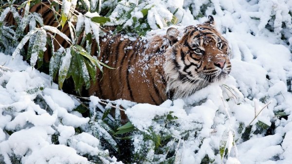 Зима природа животные