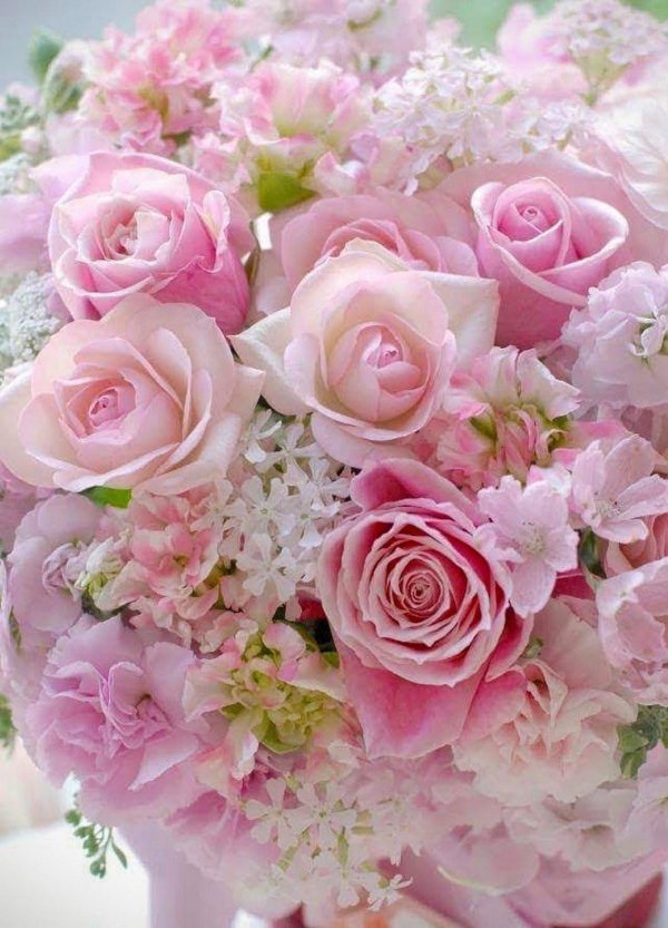 красивая цветок