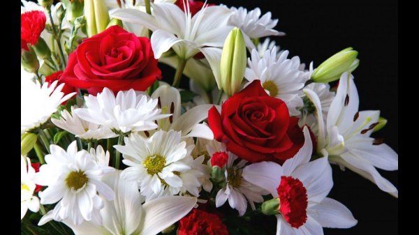 розы ромашки хризантемы лилии