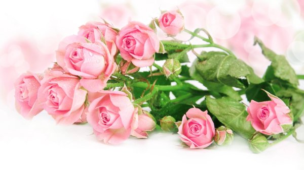 розовая роза