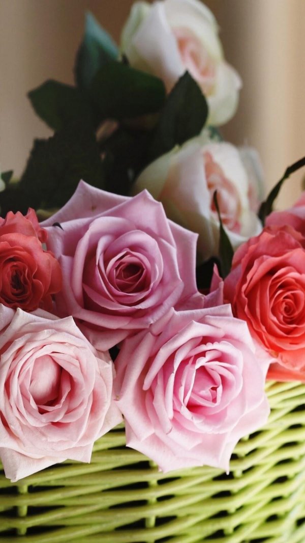 розы в корзинке