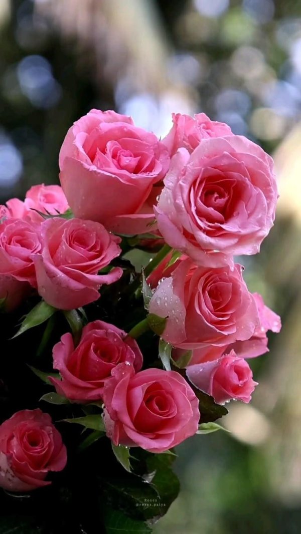 розы красивые