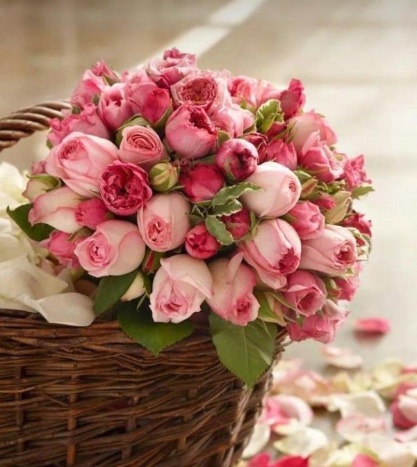 роскошные цветы