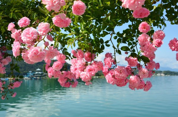 плетистая роза