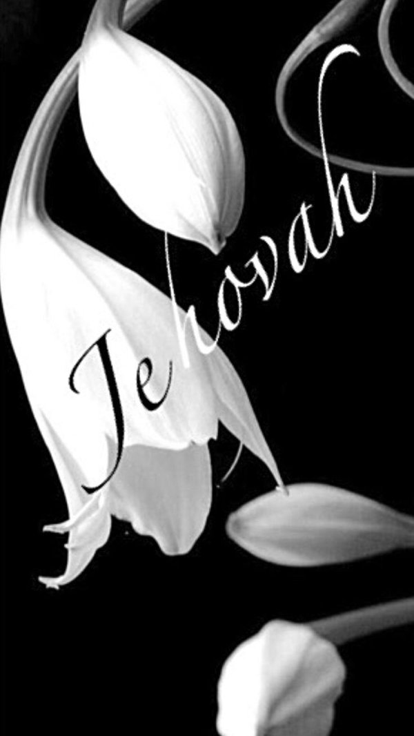 белые лилии