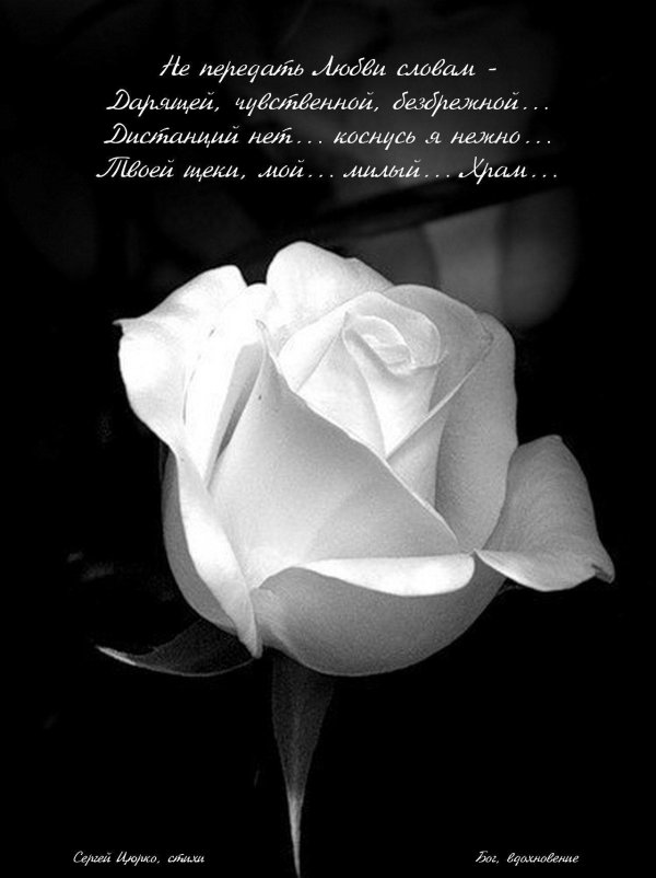 роза вайт роуз