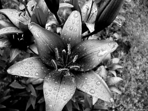 черная лилия