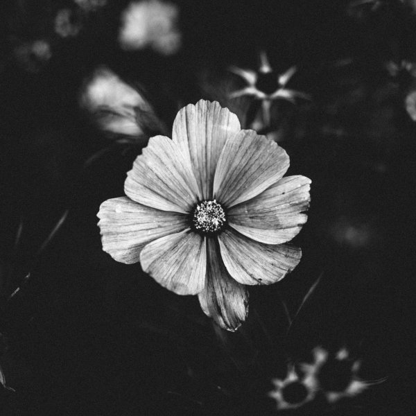 black and white flower