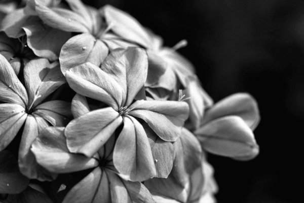 красивая цветок