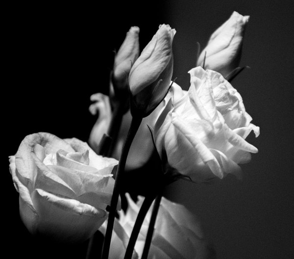 эустома белая