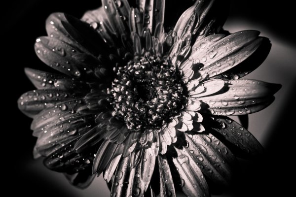 гербера цветок