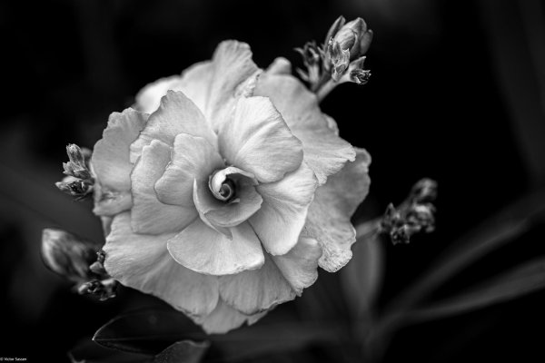 адениум white dolphin