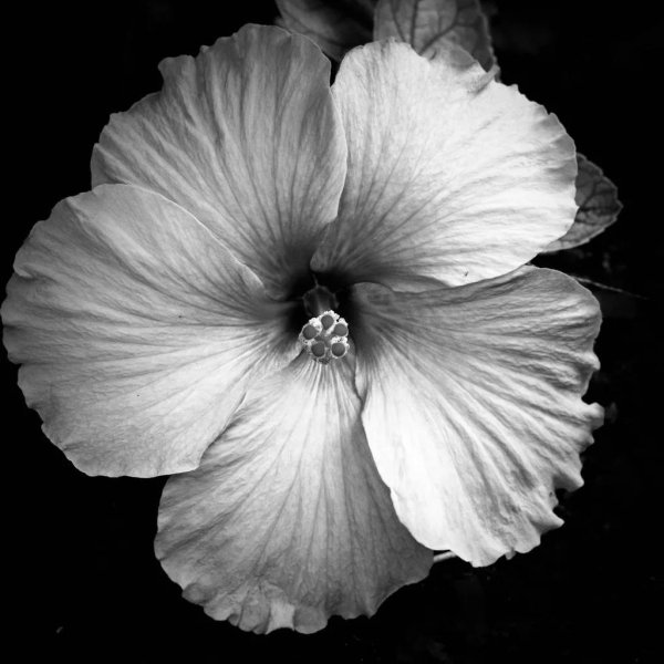 hibiscus flower