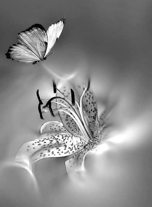 утренняя бабочка