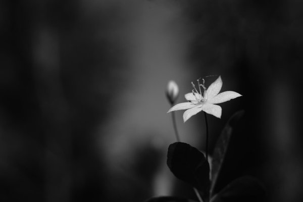 седмичник европейский