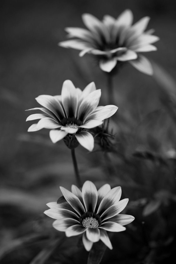 гацания африканская ромашка