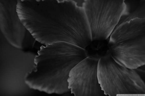 цветок макро