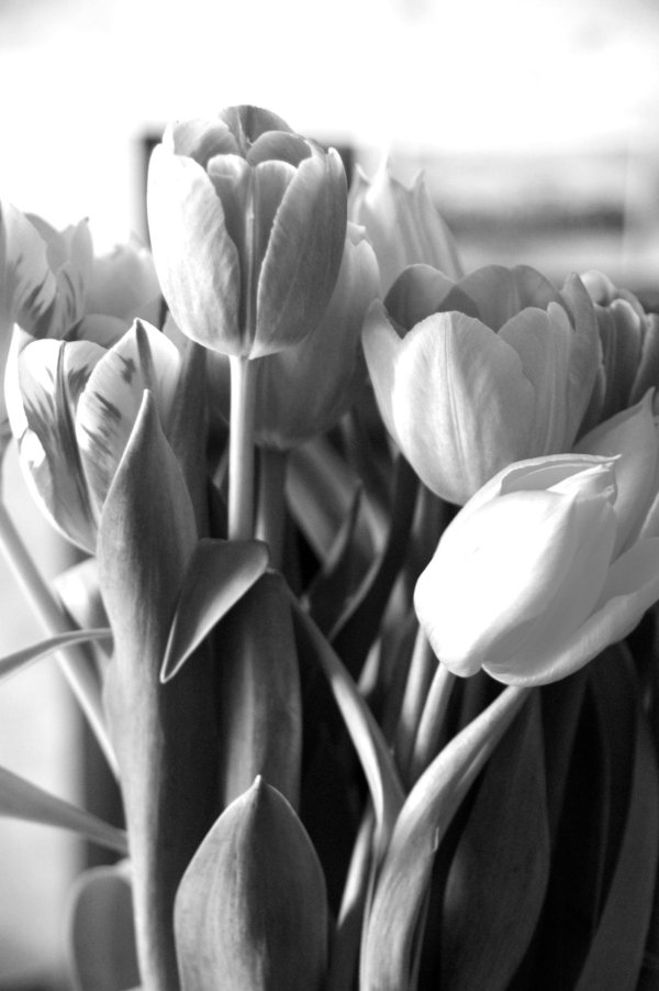 тюльпан красивый