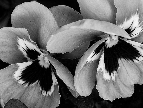 анютины глазки