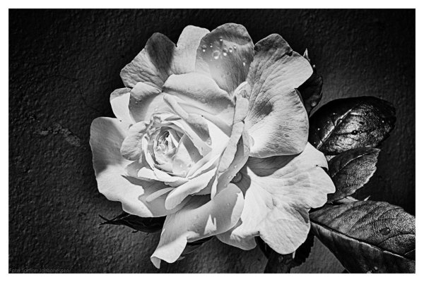 black and white rose