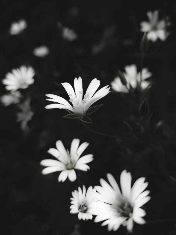 black and white flowers