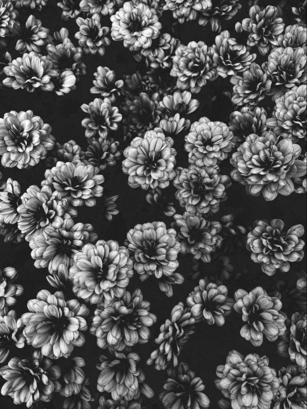 хризантемы эстетика