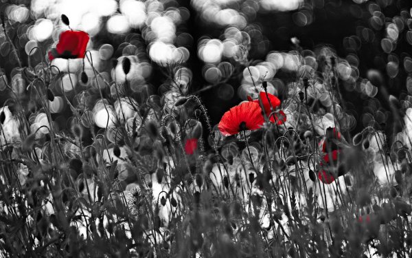 красные маки