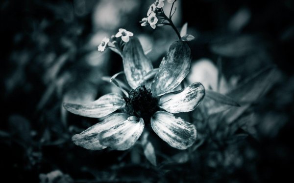 black and white flower