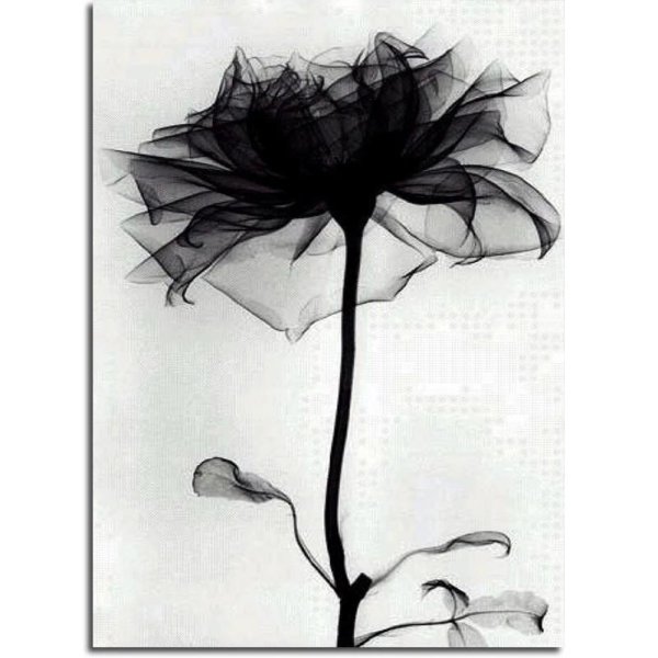 рентген цветов