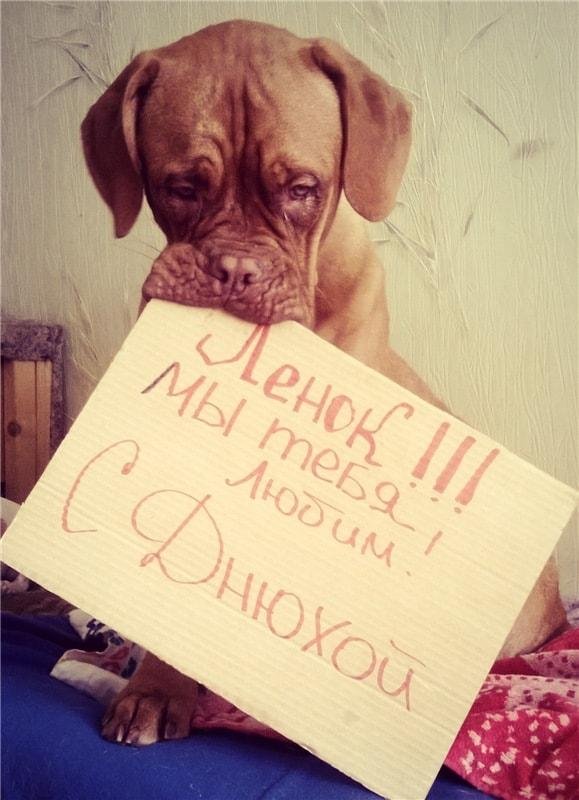 dog shaming