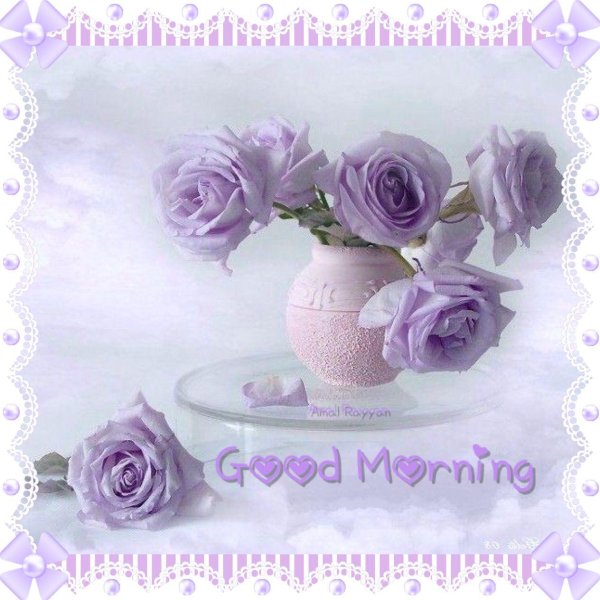 роза сиреневая