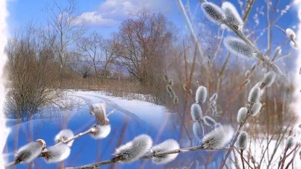 ветка вербы