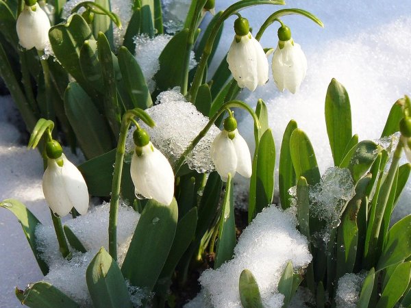 подснежники ландыши примулы