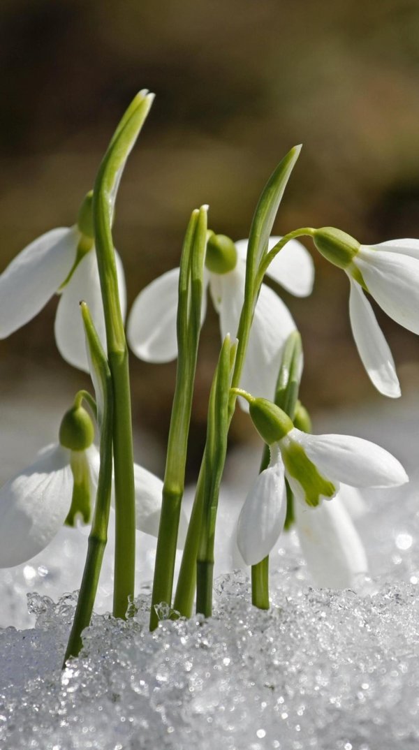 первые подснежники