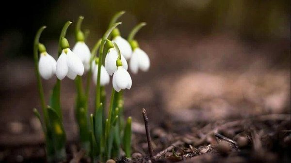 красивые подснежники