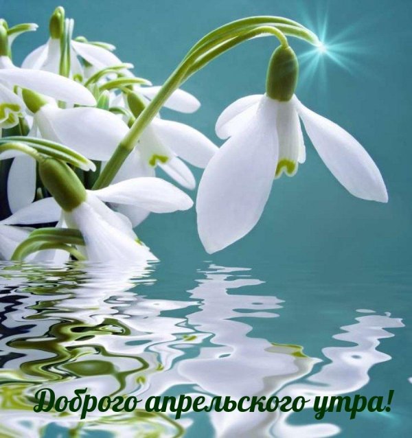 подснежники открытка