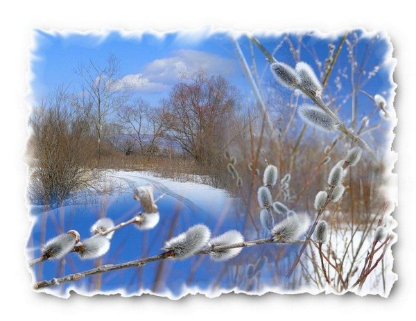 весенняя верба