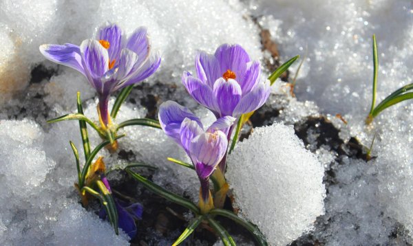 крокусы в снегу
