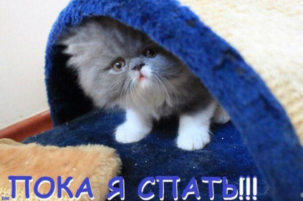 персидская котенок