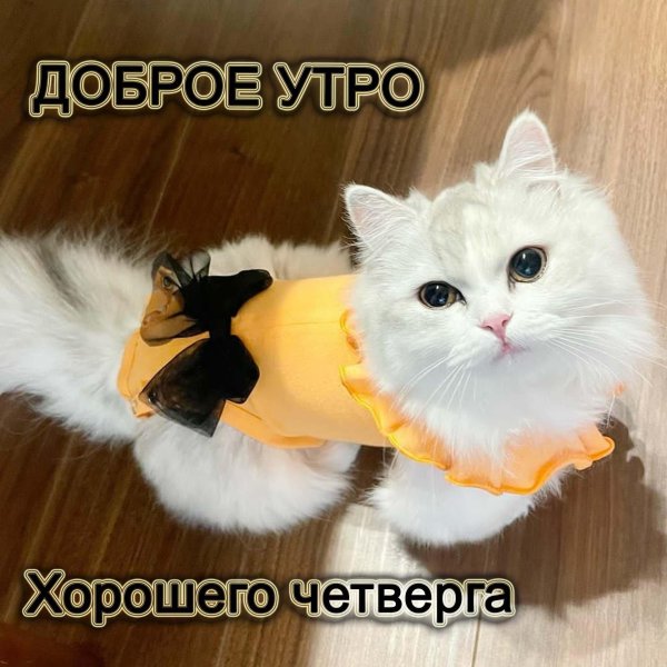 утро четверг