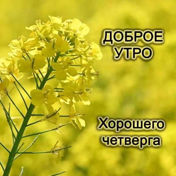 доброго четверга