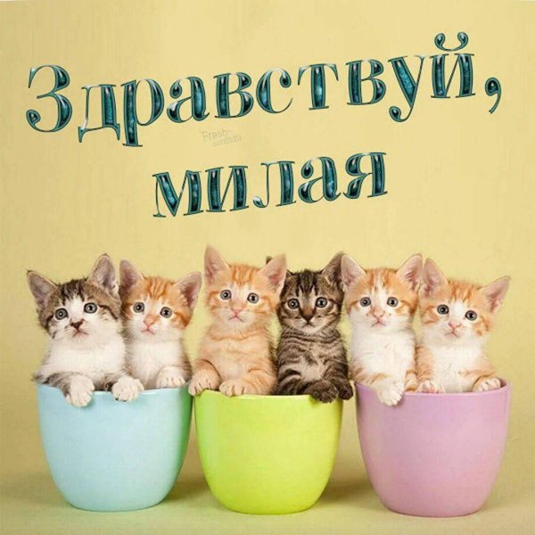 милых котиков