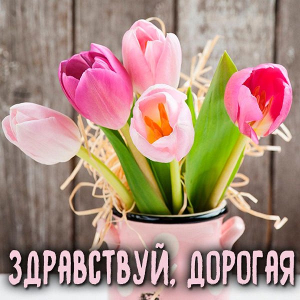 розовые тюльпаны