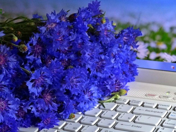 синие васильки