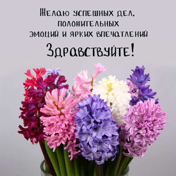 гиацинт цветок