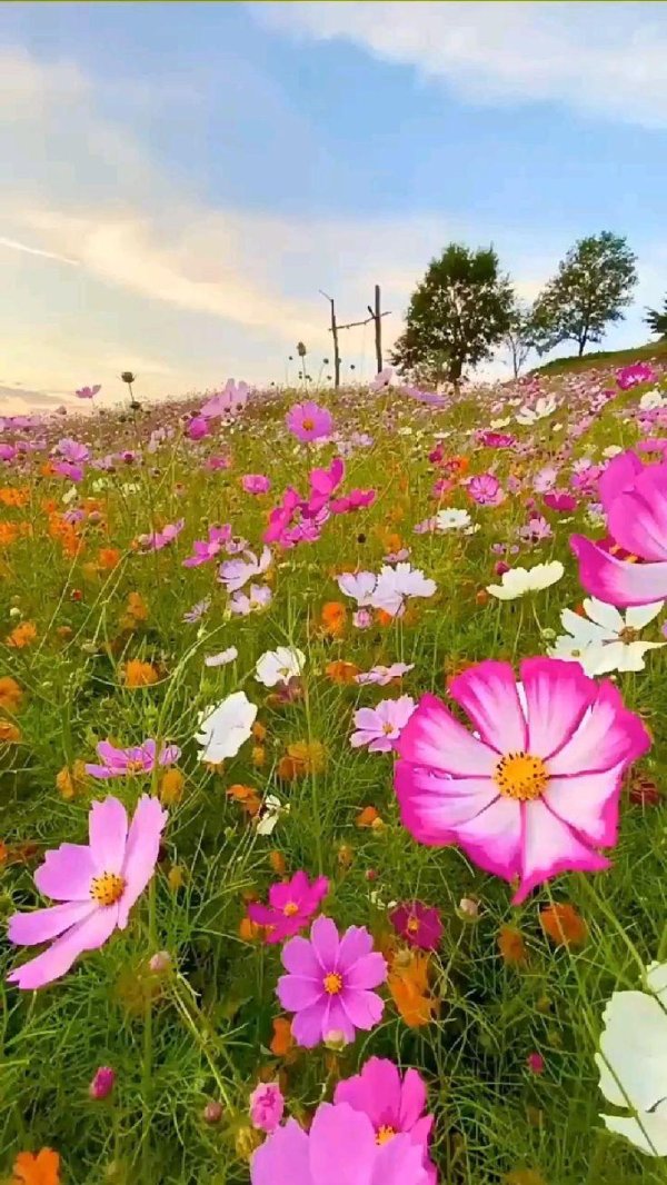cosmos flower