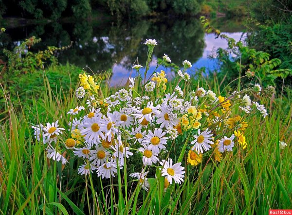 ромашковая русь